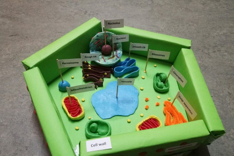 Модель клетки растения из пластилина 5 класс биология