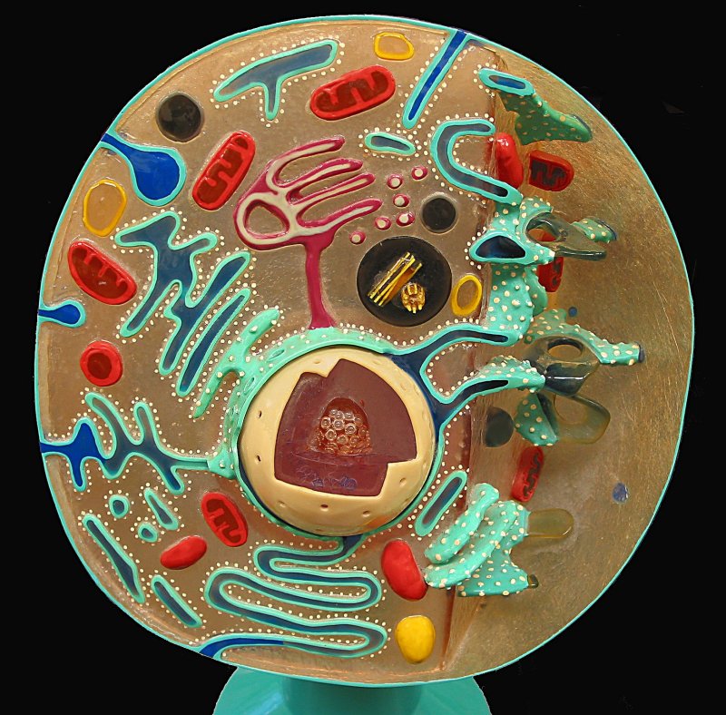 Модель бактерии из пластилина