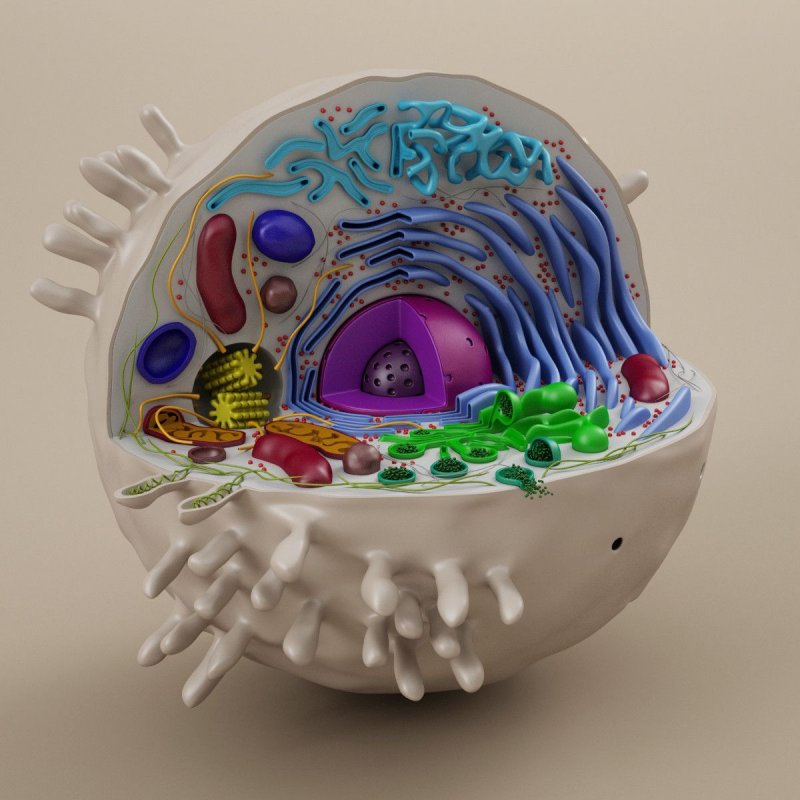 Модель барельефная «растительная клетка»
