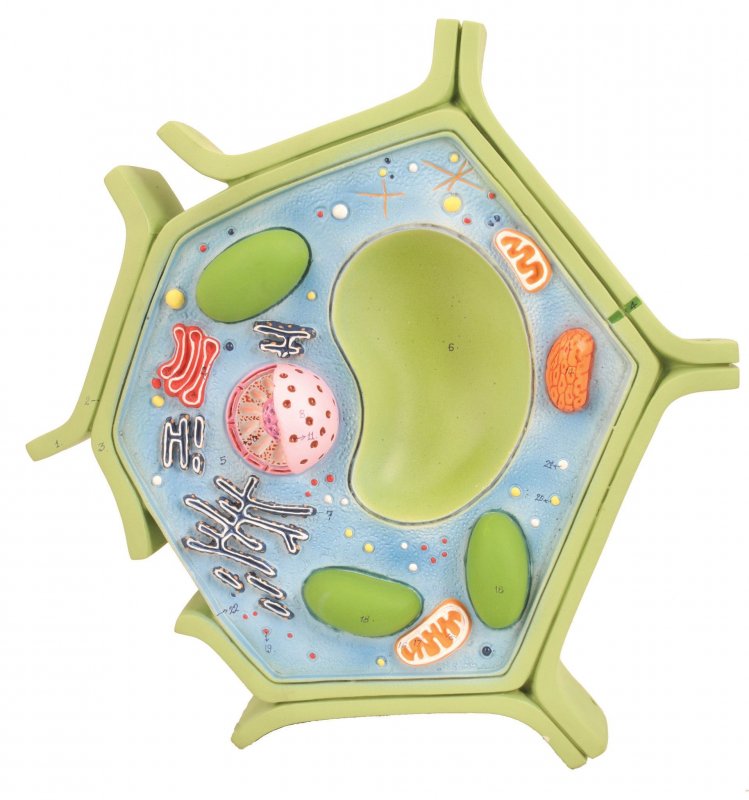 Модель клетки растения своими руками биология 5 класс
