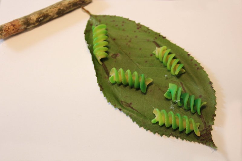 Кокон гусеницы шелкопряда