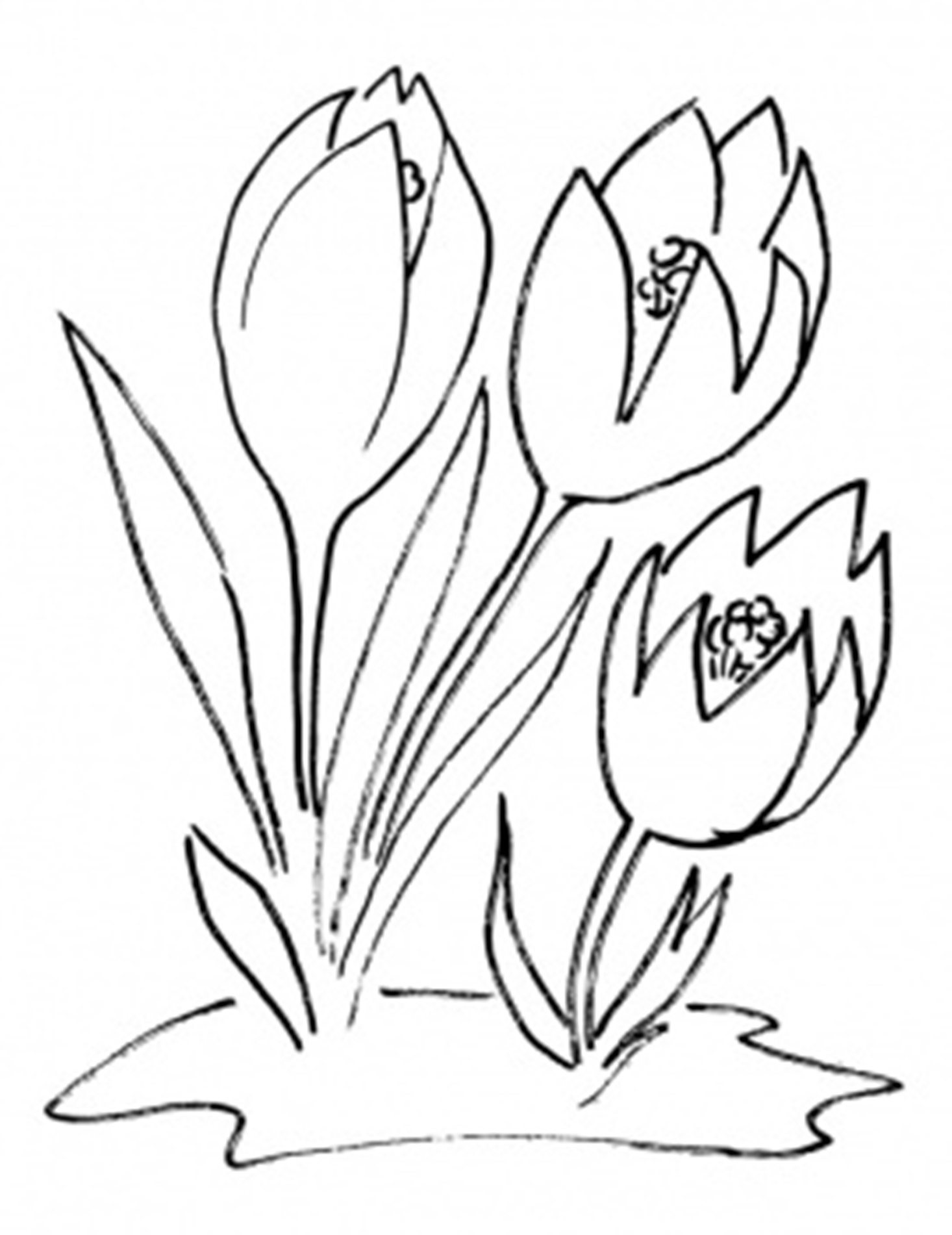 Крокус цветок раскраска для детей