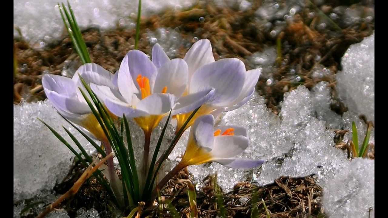 фото ранняя весна природа красивые