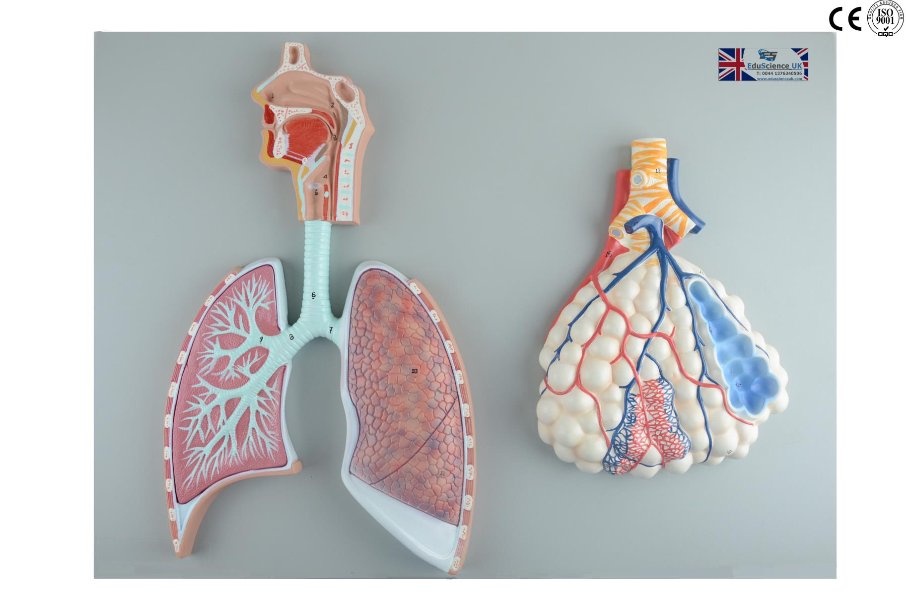 Модель дыхательной системы