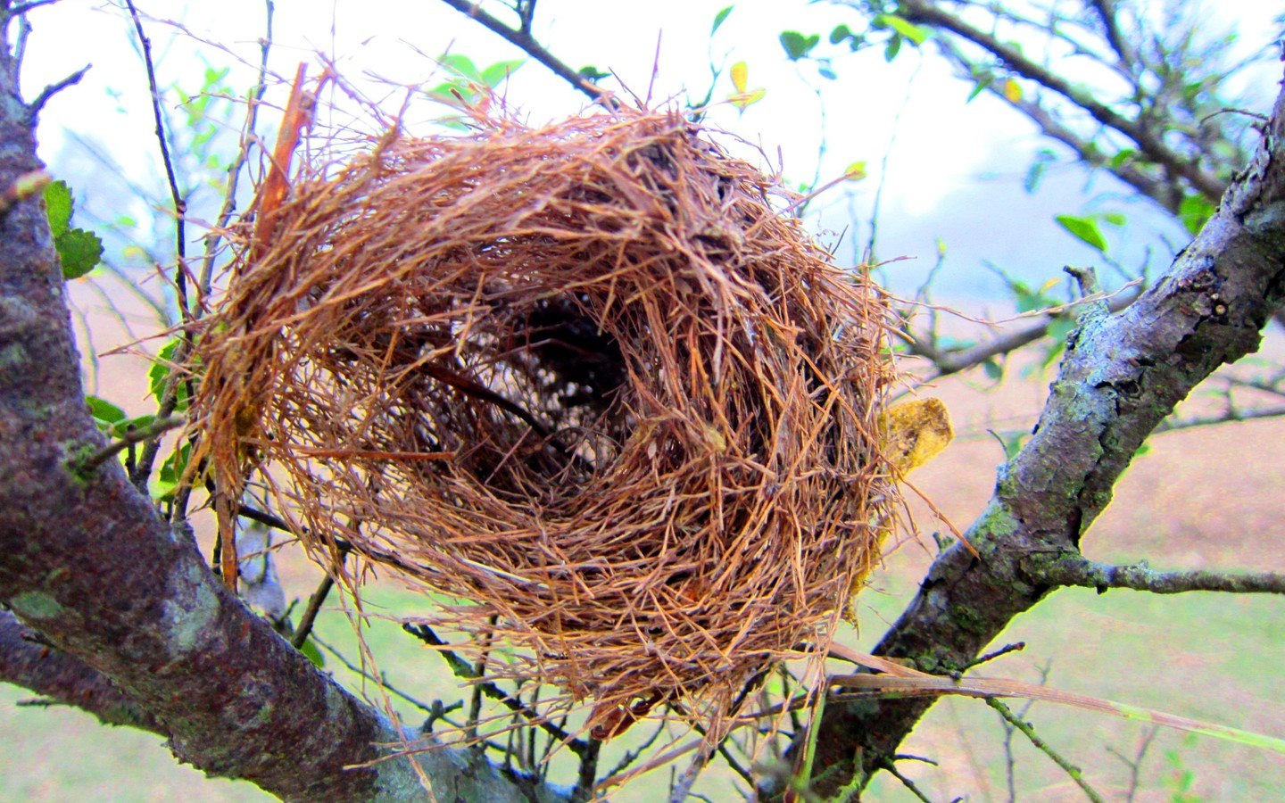 Гнездо для птиц.