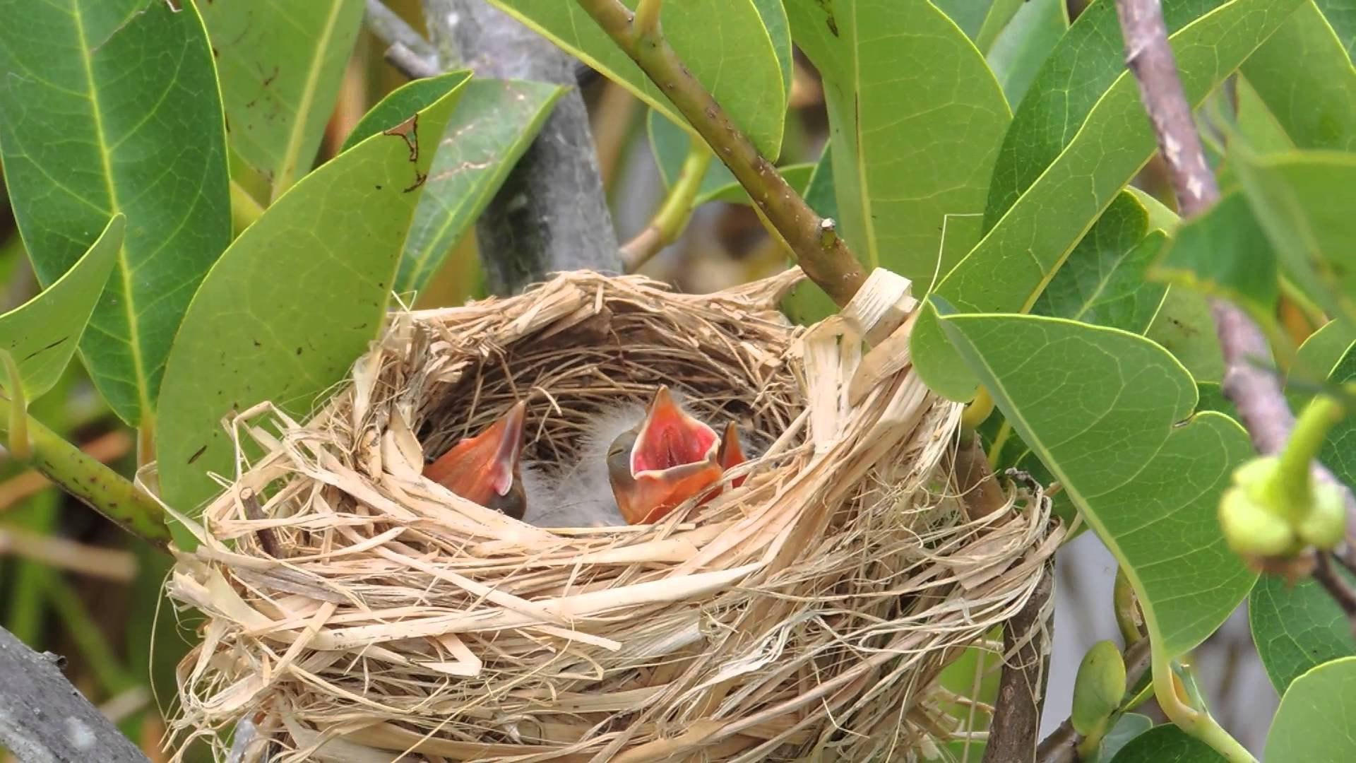Птичье гнездо 1987 Флорида