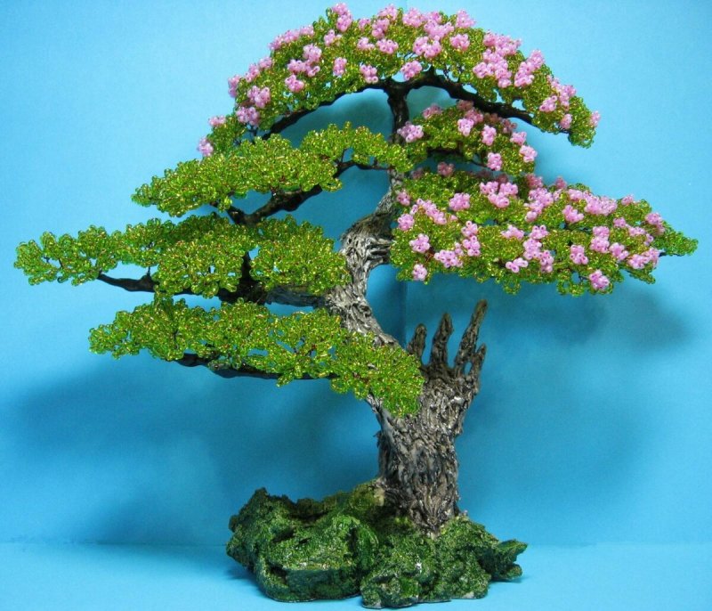 Дерево бонсай Сакура