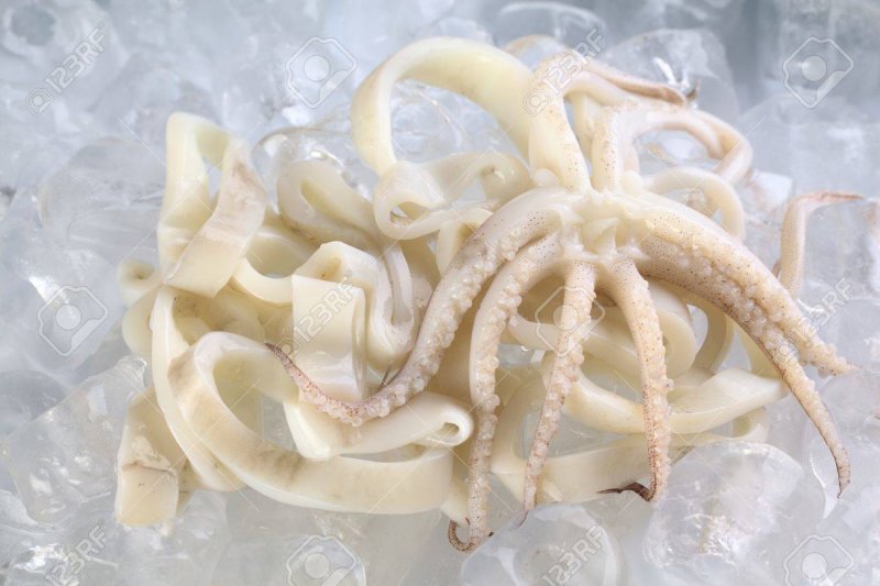 Сперматофоры гигантского кальмара