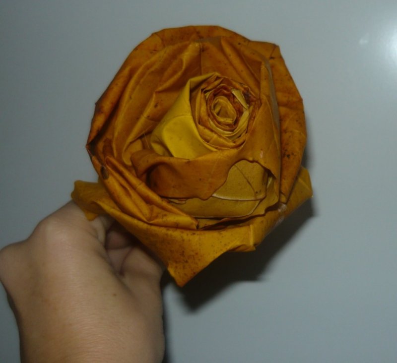 Объемные розы из цветной бумаги