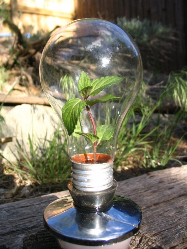 Лампочка для растений