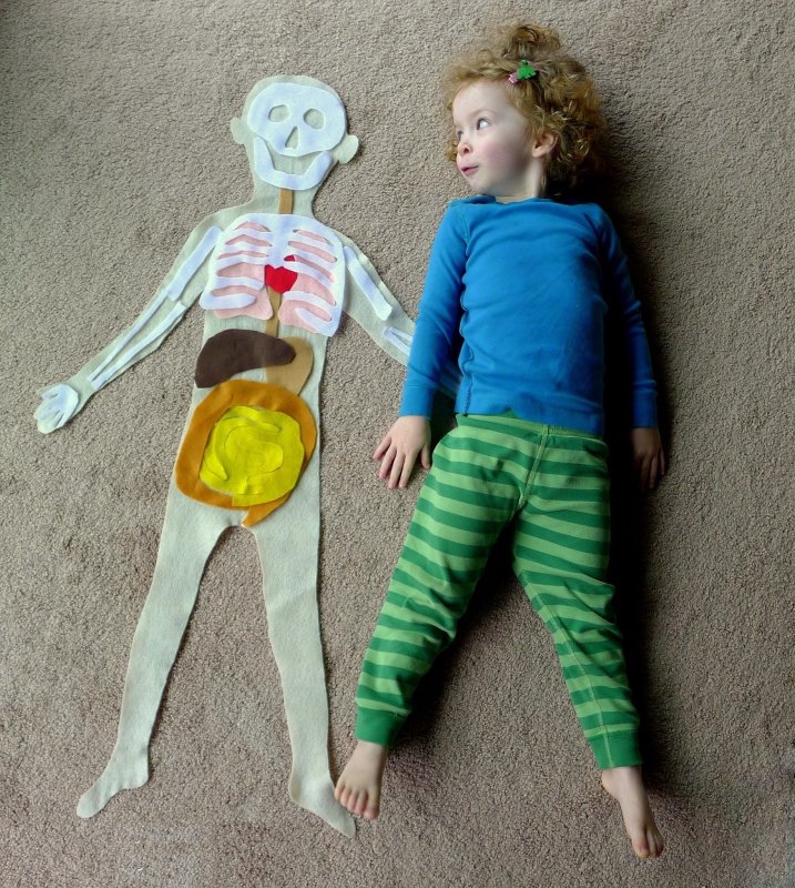 Поделка тело человека для детей