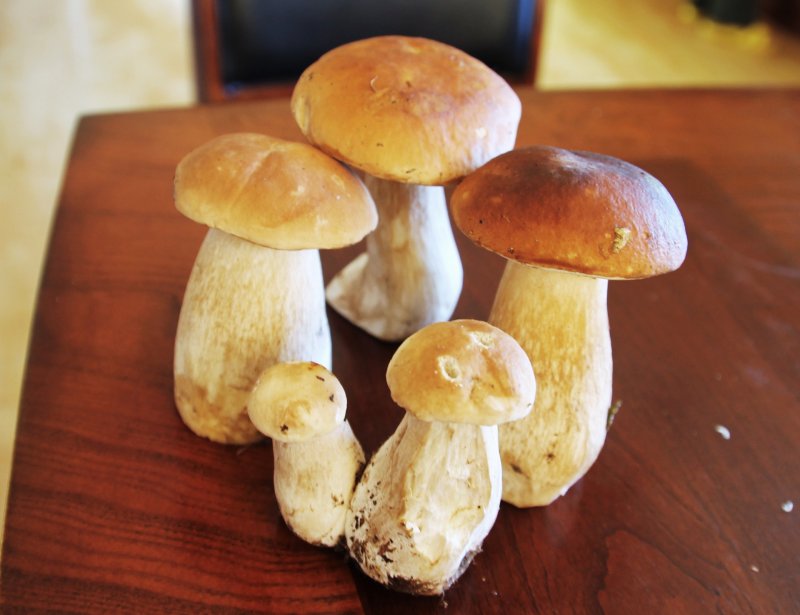 Два брата собирали грибы из 80 грибов 8/20 были подосиновики, а 5/20 белые
