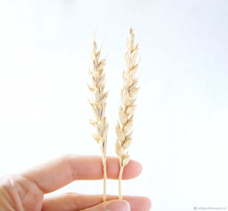 Поделки из пшеницы