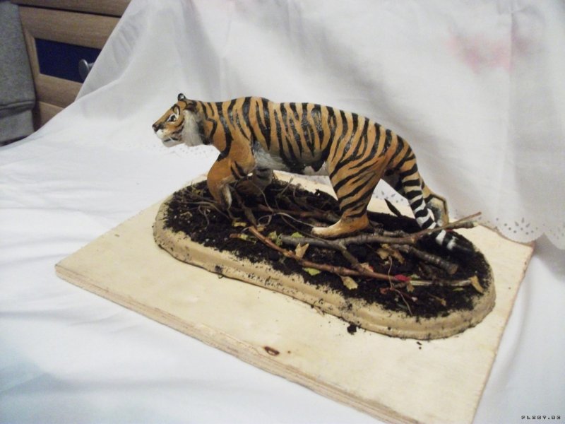 Пластилиновая живопись тигр
