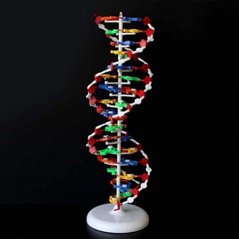 Модель структура ДНК разборная