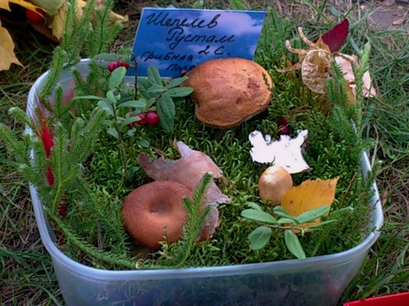 Поделка грибная Поляна в садик