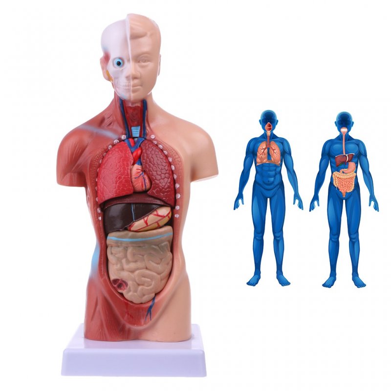 Анатомический набор тело Human Torso