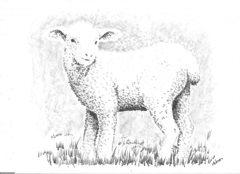 Овца меринос рисунок