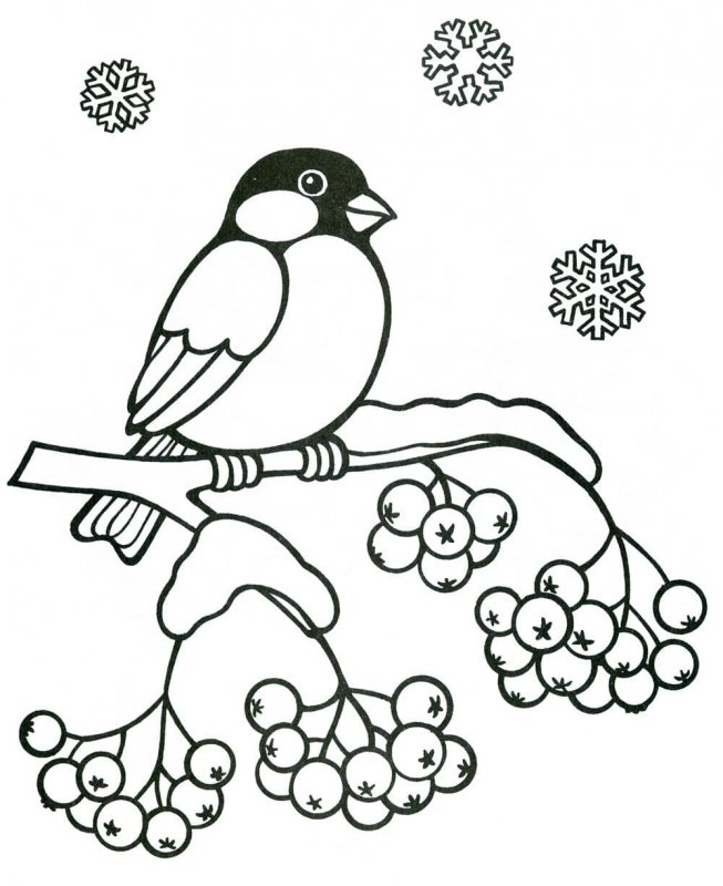 Раскраска птицы Снегирь для детей 6-7 лет