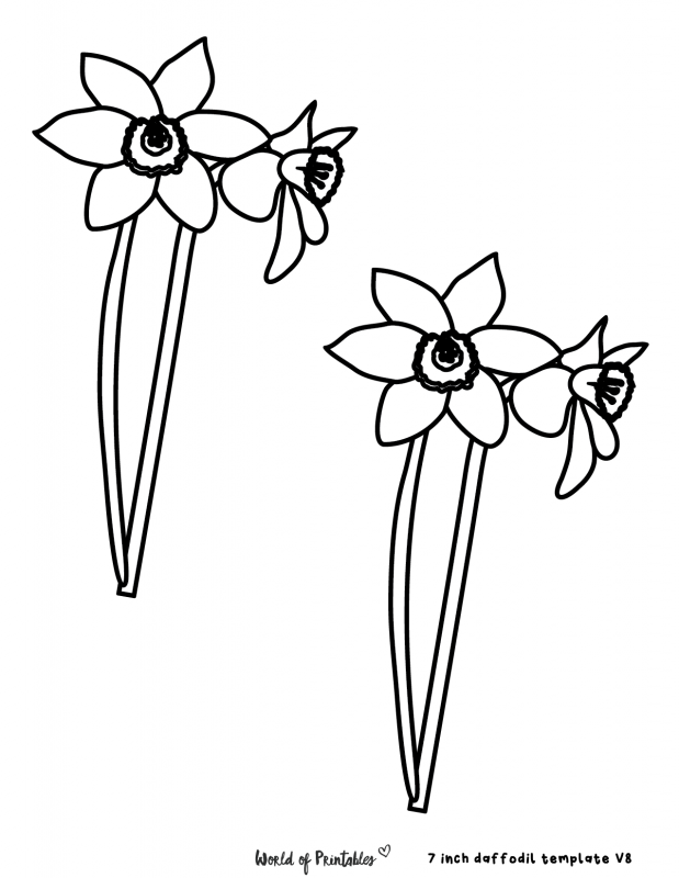 Нарцисс цветок рисунок карандашом
