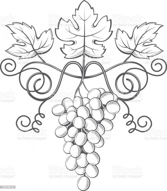 Виноградная лоза линогравюра