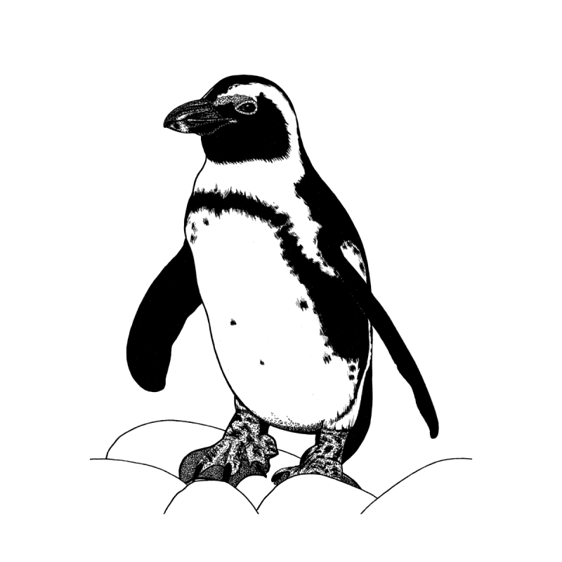 Пингвин чб