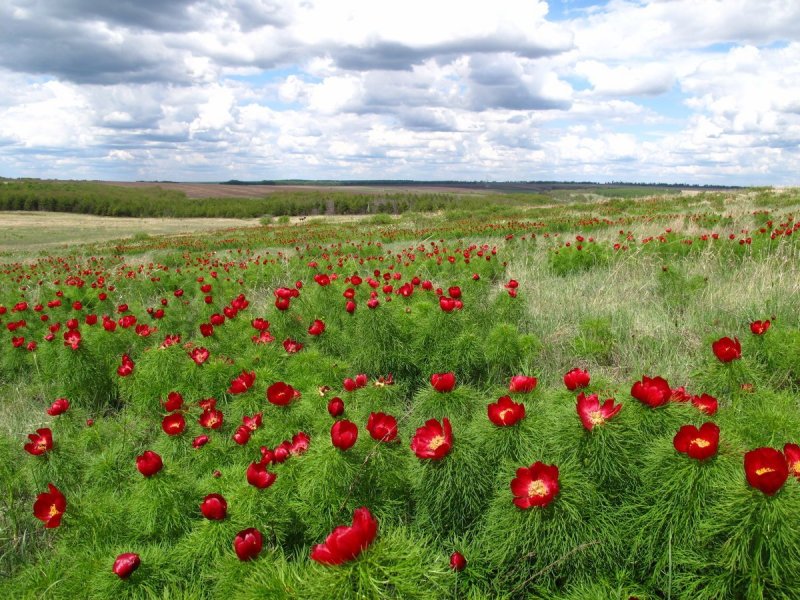 Цветение тюльпанов в Оренбургской степи