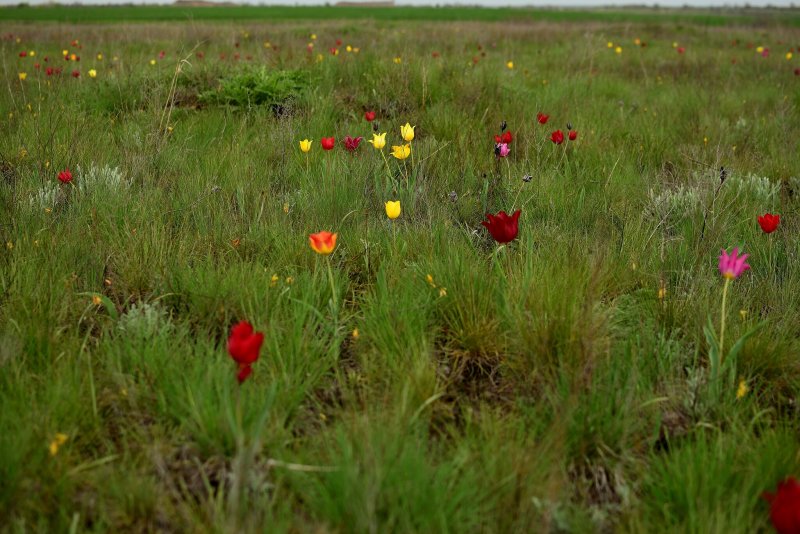 Степь цветёт Казахстан Караганда