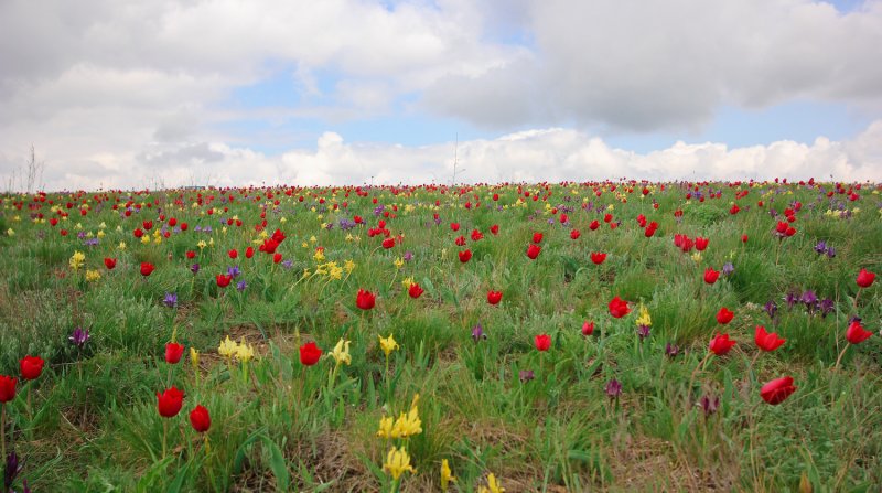 Степи Казахстана фото весной