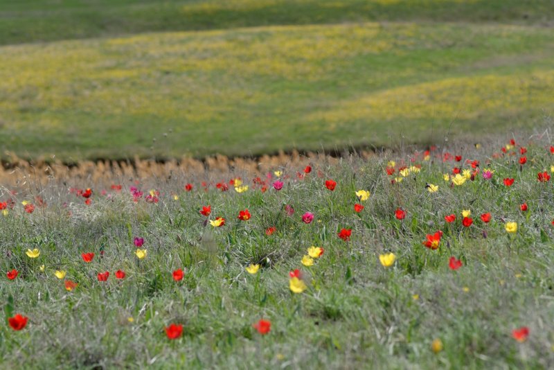 Дикие тюльпаны в Волгоградской области