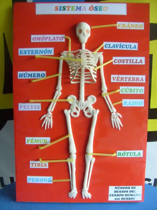 Школьный скелет человека
