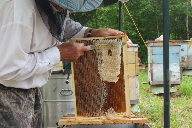 Бессотовые пчелопакеты