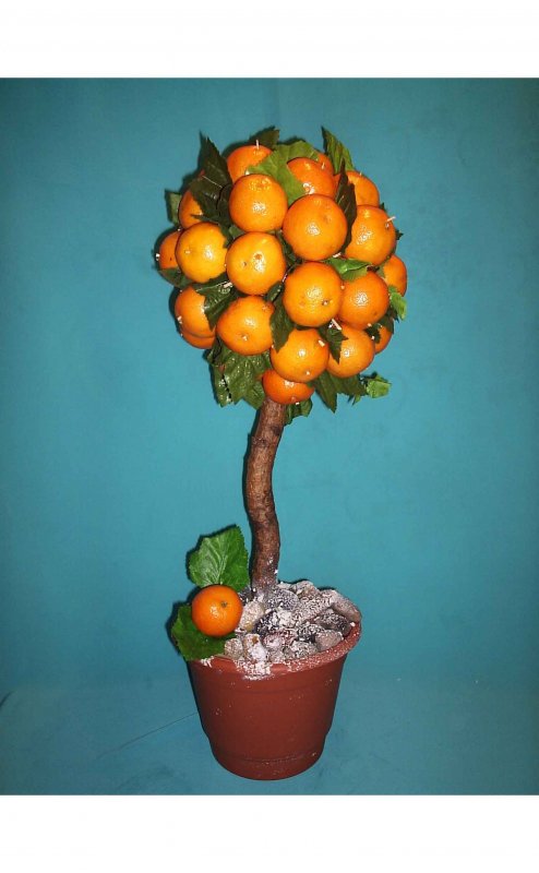 Ствол дерева апельсина