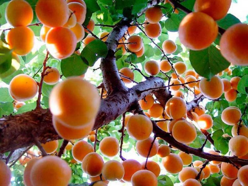 Ордубад абрикосовый сады