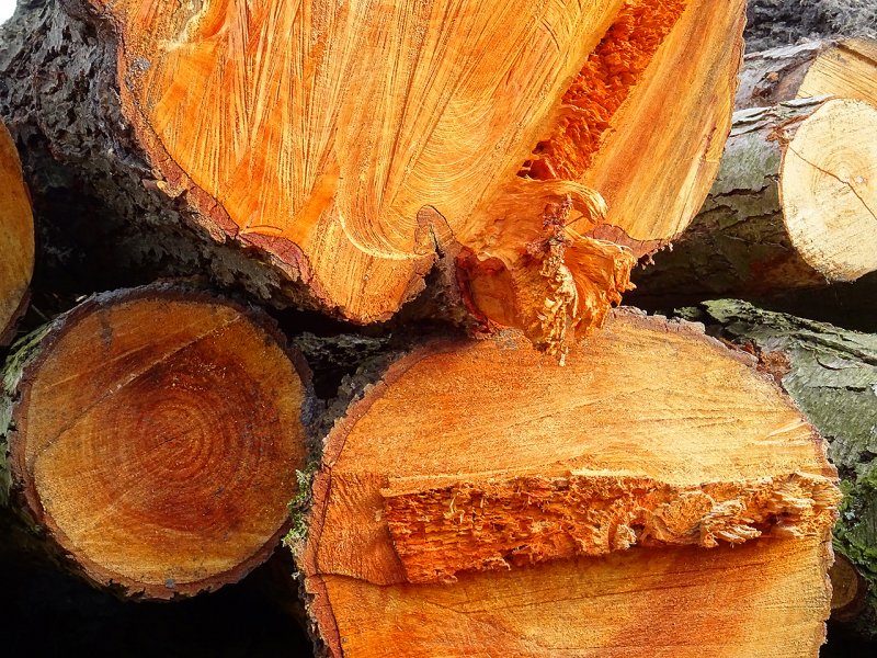 Абрикосовое дерево древесина