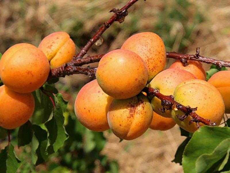 Саженцы абрикоса Кабо