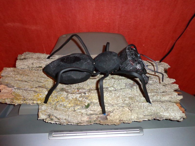 Гигантский изогнутый муравей