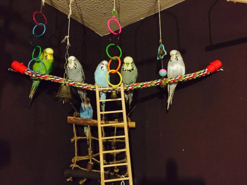 Игровая площадка для волнистого попугая