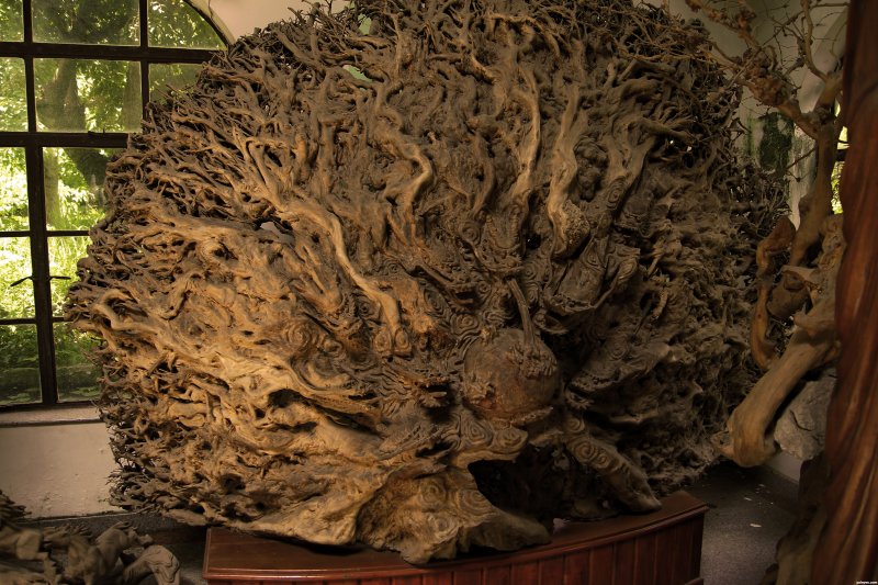 Инсталляция из корня большого дерева