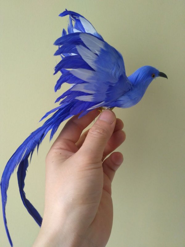 Крылья синей птицы