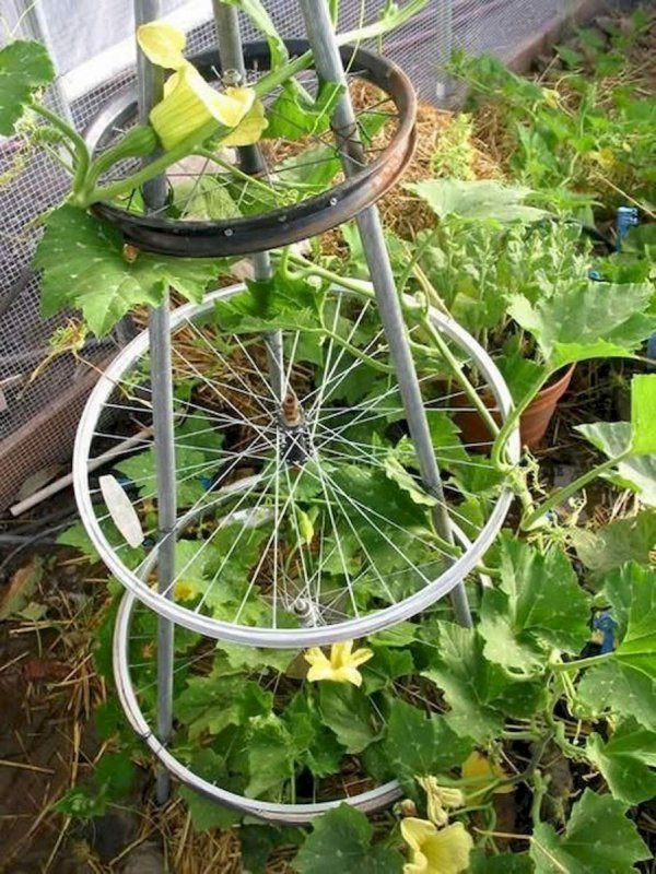 Велосипедное колесо для гороха