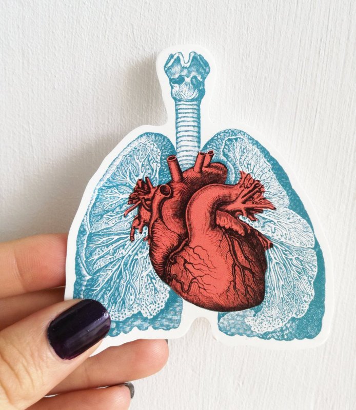 Человеческое сердце стикер