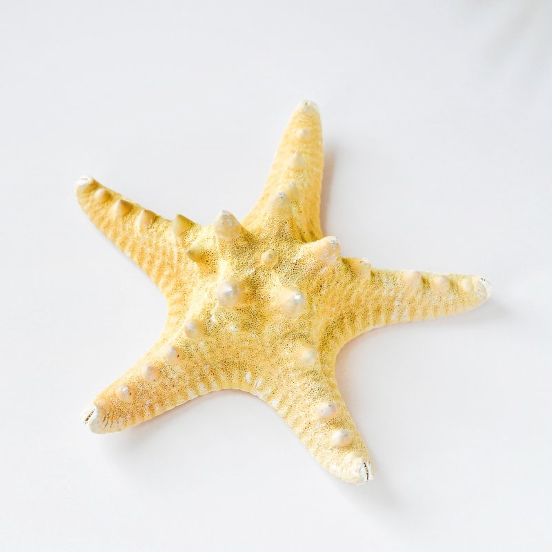 Морская звезда из ткани