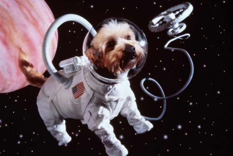 Собака лайка на спутнике 2