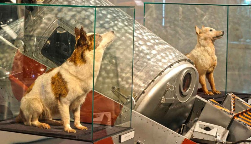 Рисунки на тему собаки в космосе