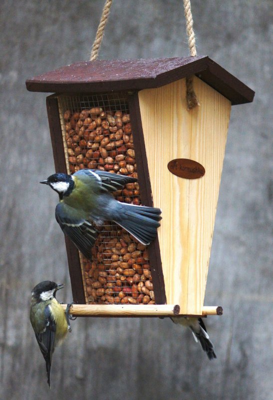 Конкурс Покормите птиц зимой