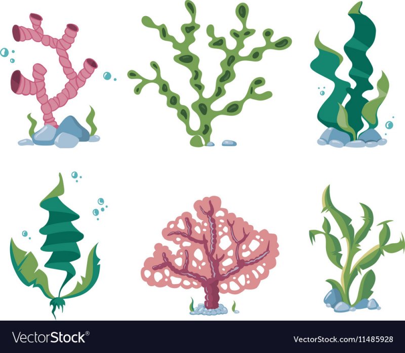 Зелёные водоросли рисунок