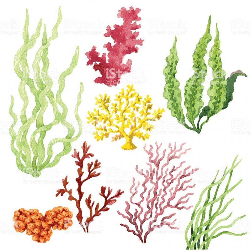 Морские водоросли вырезать из бумаги цветные