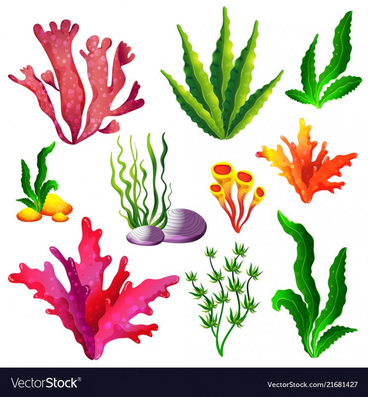 Кораллы для детей цветные