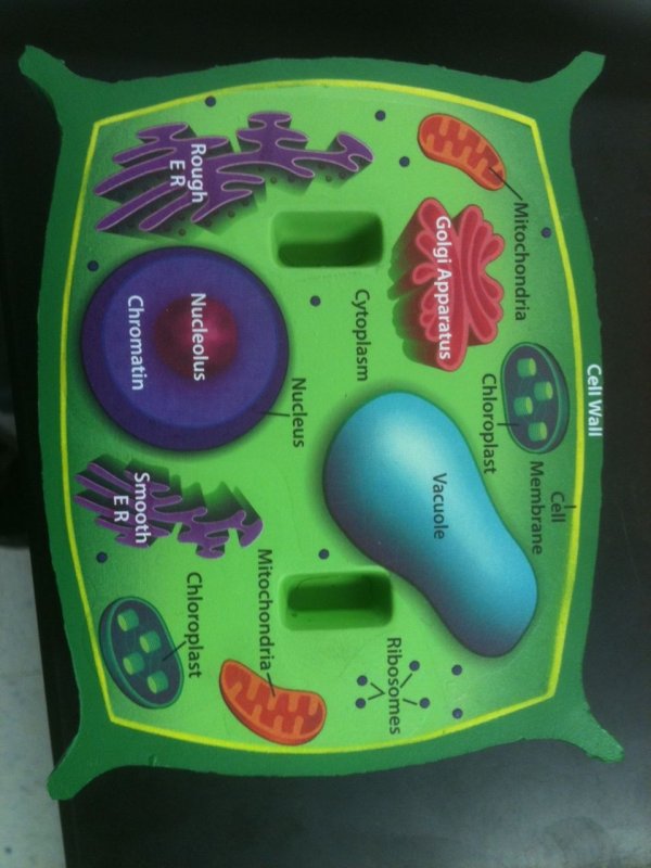 Модель клетки растения биология 5 класс